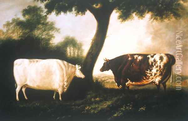 Two Shorthorn Cattle, 1806 Oil Painting - Thomas Harrington Wilson