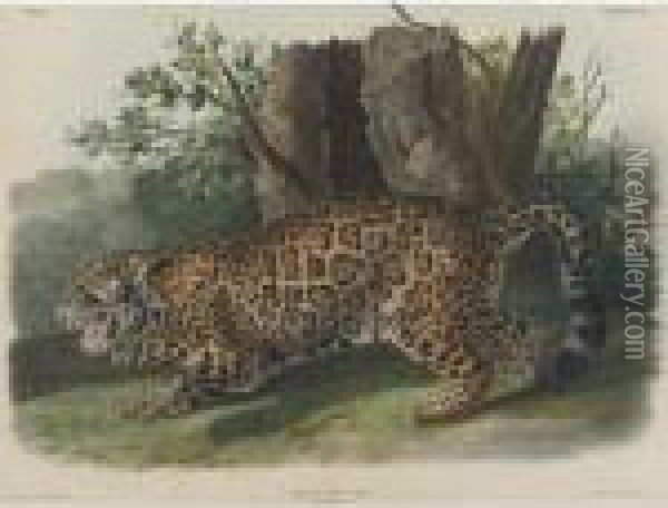The Jaguar, Female Oil Painting - John James Audubon