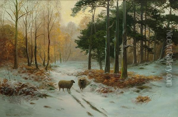 Sheep In A Winter Landscape Oil Painting - Malcolm Fraser