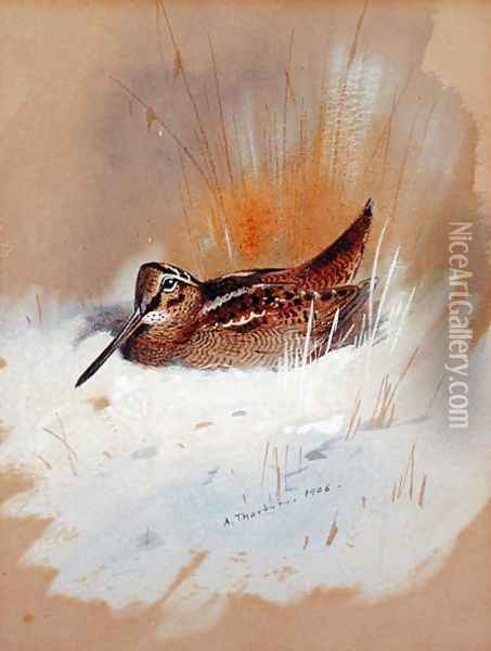 Woodcock in Snow, 1906 Oil Painting - Archibald Thorburn