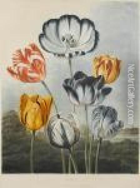 Tulips From Temple Of Flora Oil Painting - Robert John, Dr. Thornton