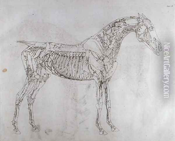 Illustration from The Anatomy of the Horse, including a particular description of the bones, cartilages, muscles...in eighteen tables, printed by J. Purser, 1766 Oil Painting - George Stubbs