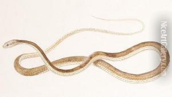 Study For A Grass Snake Oil Painting - Nicolas Huet