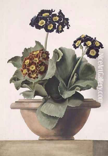 Potted Auricula, 1817 Oil Painting - Pancrace Bessa