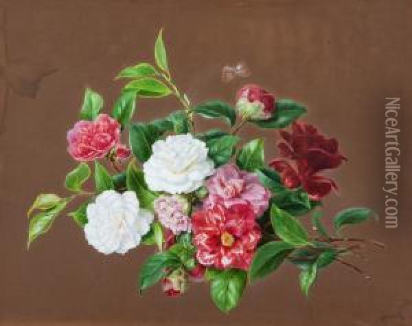 Weise Und Rote Kamelien Oil Painting - August Friedrich Schenck