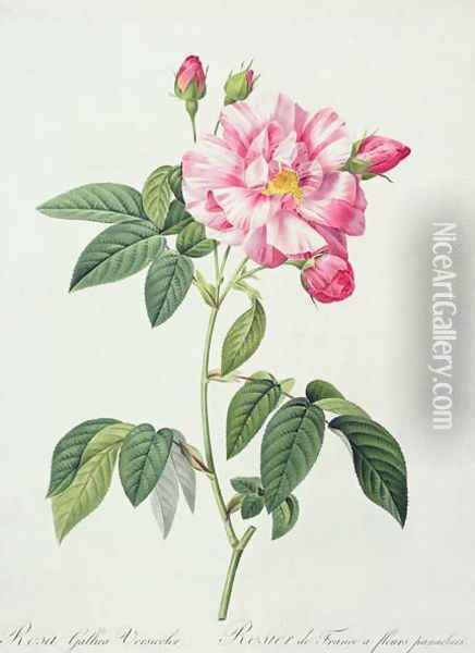 Rosa gallica versicolor French rose, engraved by Langlois, from Les Roses, 1817-24 Oil Painting - Pierre-Joseph Redoute