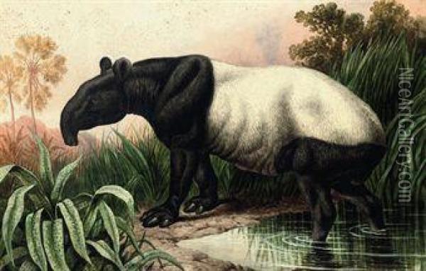 Malayan Tapir Oil Painting - Charles Edward Snr Brittan