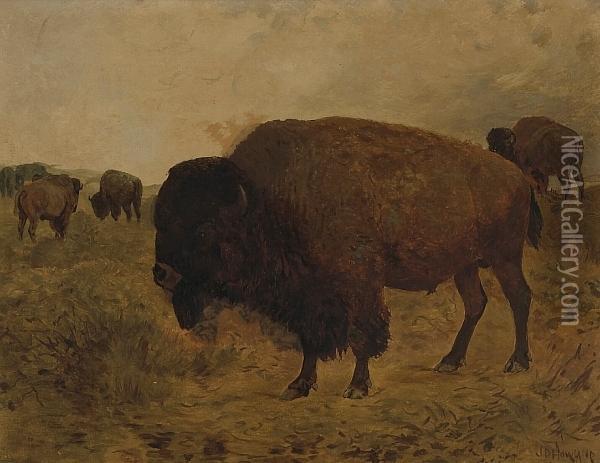 Grazing Bison Oil Painting - John Dare Howland