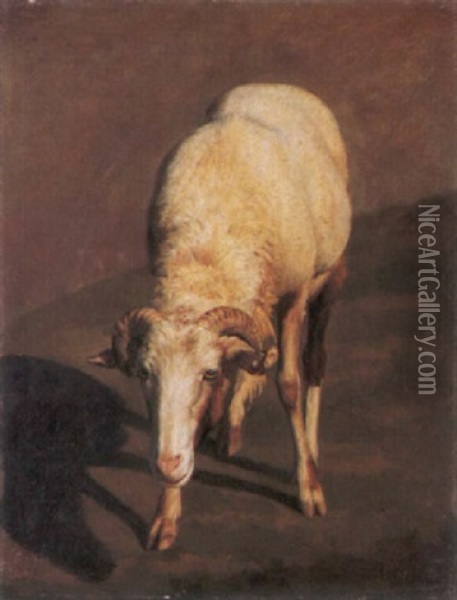 Studie Eines Schafes Oil Painting - Johann Rudolf Koller
