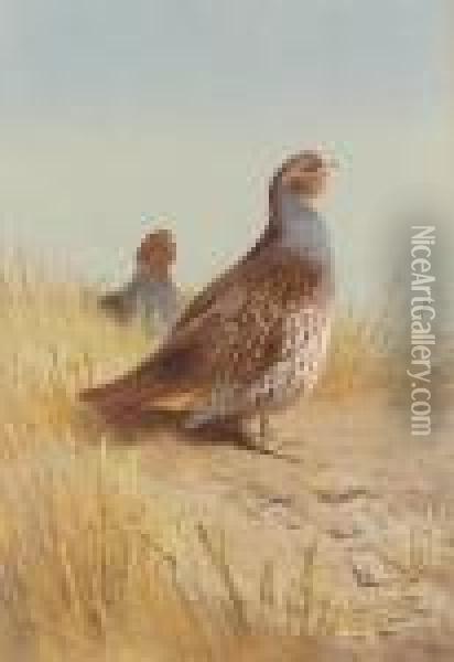 Pair Of English Partridges Oil Painting - Archibald Thorburn