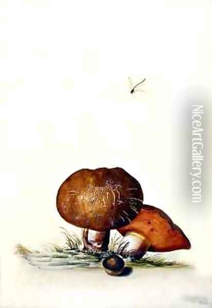 Cep Mushroom with Damsel Dragonfly Oil Painting - Georg Dionysius Ehret