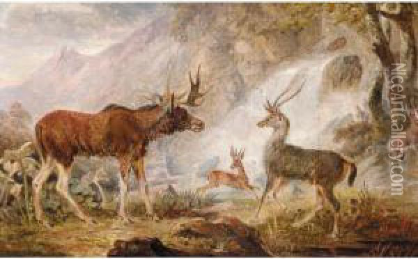 The Earl Of Orford's Elk From Norway, Antelope From Africa And Stag From Prince's Island Oil Painting - George Garrard
