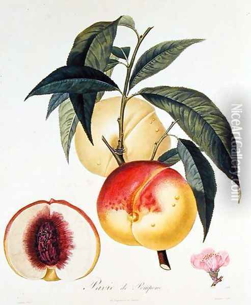 Pavie de Pompone, engraved by Bouquet Oil Painting - Poiteau, Pierre Antoine
