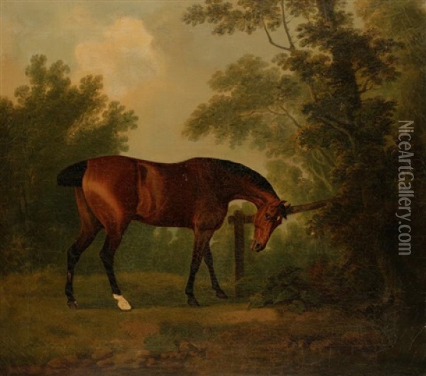 A Study Of A Horse In A Wooded Landscape Oil Painting - John Boultbee