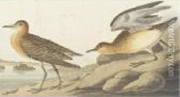 Buff-breasted Sandpiper And Cow Bunting Oil Painting - John James Audubon