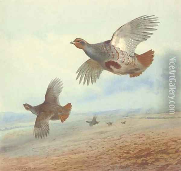 Partridge in flight Oil Painting - Archibald Thorburn
