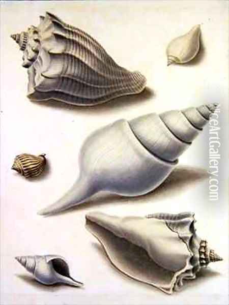 Shells and Marine Flora 2 Oil Painting - Sydenham Teast Edwards