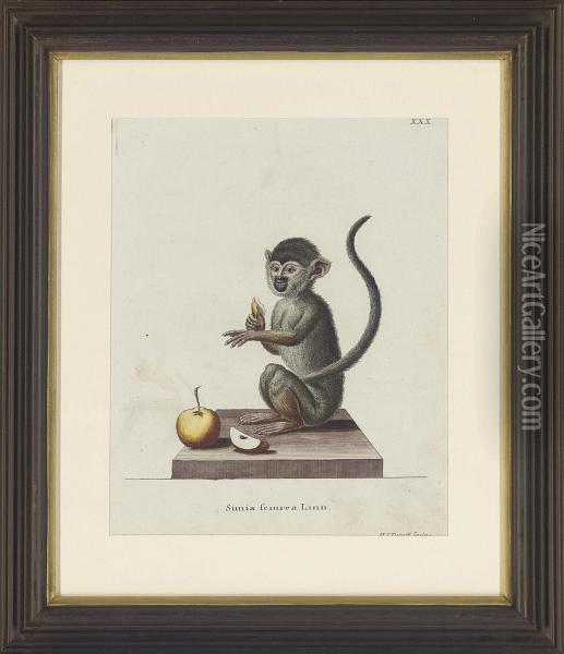 Studies Of Monkey Oil Painting - Gilbert De Seve