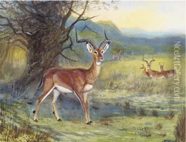 Impala And Giraffe Oil Painting - John Guille Millais