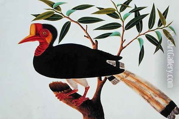 Jibang Aluntooa, from 'Drawings of Birds from Malacca', c.1805-18 Oil Painting - Anonymous Artist
