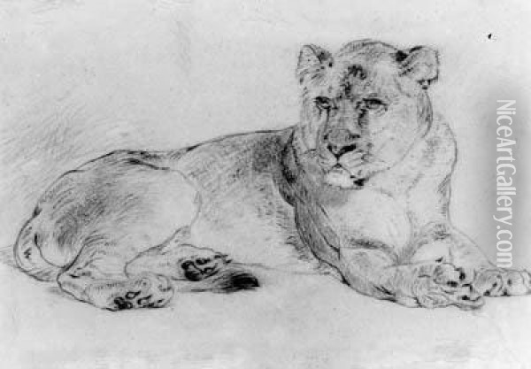 A Lioness Oil Painting - William Huggins