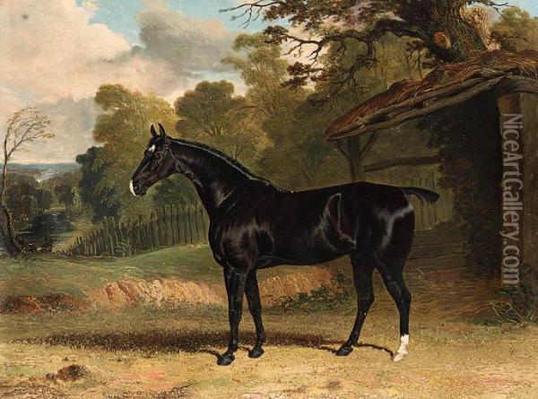 Black Tom, A Black Hunter, Beside A Stable, In A Wooded Riverlandscape Oil Painting - John Frederick Herring Snr