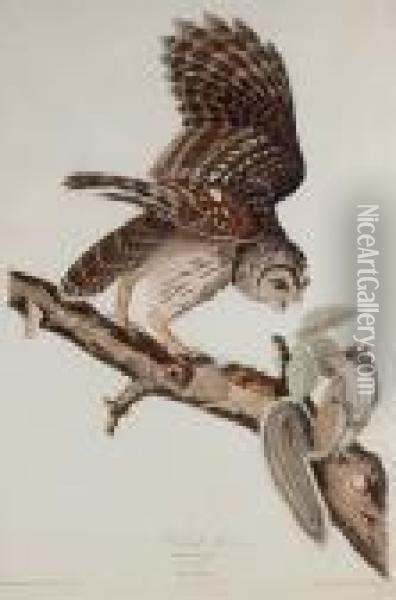 Barred Owl (plate 46) Oil Painting - John James Audubon