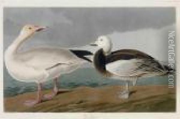 Snow Goose Oil Painting - John James Audubon