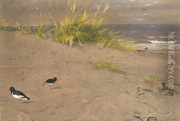 Oystercatchers On The Dunes Oil Painting - Archibald Thorburn