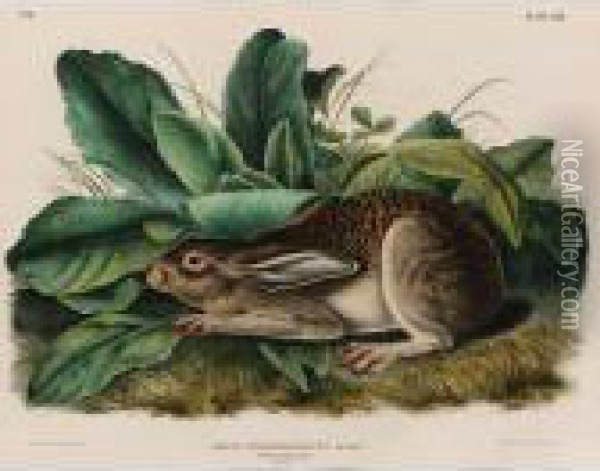 Black-tailed Hare (plate Lxiii) Oil Painting - John James Audubon
