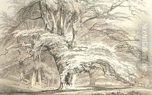 Beech Trees at Cassiobury Park, Hertfordshire Oil Painting - Joseph Mallord William Turner