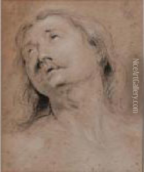 A Study Of The Head Of A Man Oil Painting - Thomas Willeboirts Bosschaert