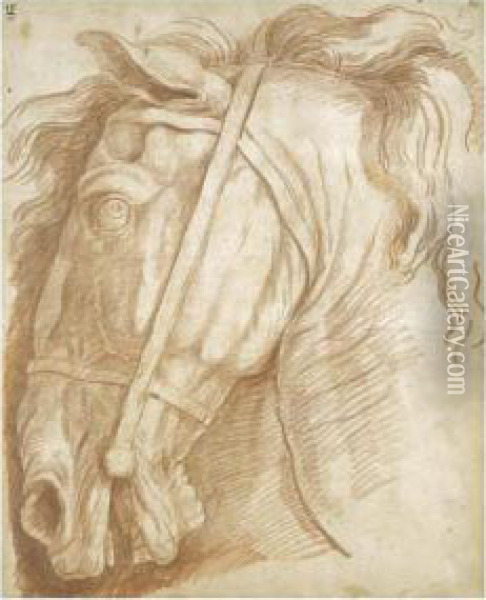 Study Of The Head Of A Horse Oil Painting - Edme Bouchardon