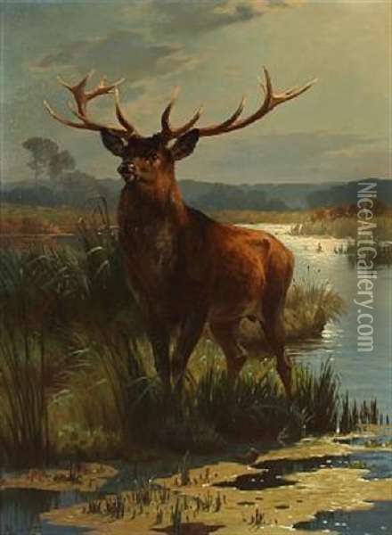 A Stag Oil Painting - Adolf Heinrich Mackeprang