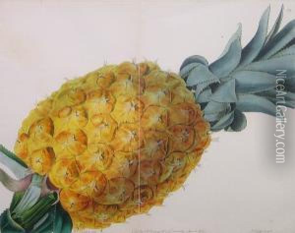 Pineapple Oil Painting - Augusta Innes Withers
