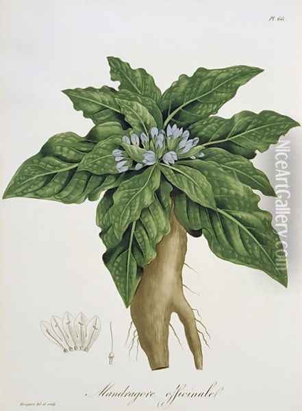 Mandragora Officinarum from Phytographie Medicale Oil Painting - L.F.J. Hoquart