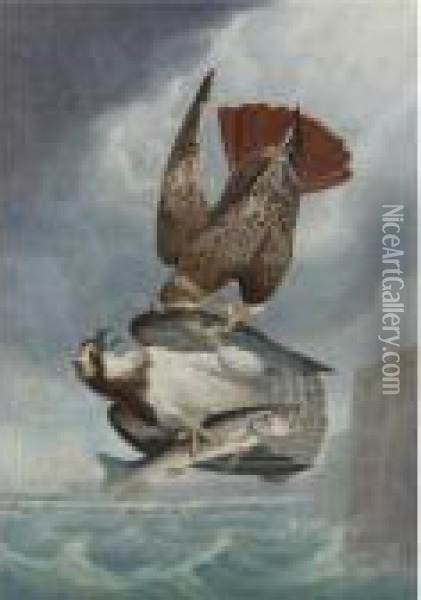 Red-tailed Hawk And Osprey Oil Painting - Robert Ii Havell