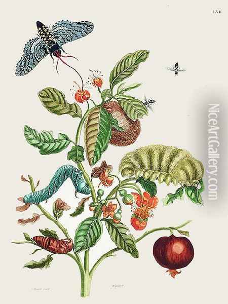Wooly-haired Megalopygio Caterpillar Oil Painting - Maria Sibylla Merian