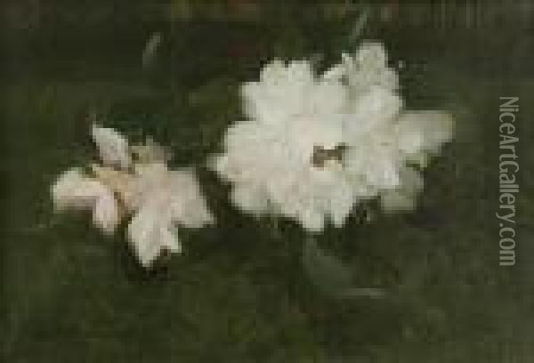 White Rhododendrons Oil Painting - James Stuart Park