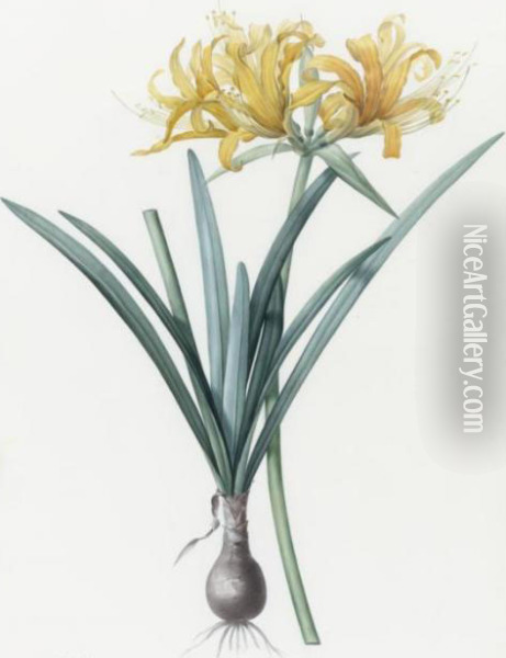Amaryllis Aurea / Amaryllis Doree Oil Painting - Pierre-Joseph Redoute
