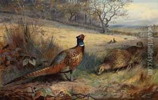 A Cock Pheasant With Two Hen 
Pheasants In An Autumnal Landscape,other Pheasants Beyond, A Farm With 
Sheep And Cattle In The Fardistance Oil Painting - Archibald Thorburn