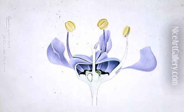 Drawing 49-1 Ceanothus azureus (Californian lilac) 1904 Oil Painting - Arthur Henry Church