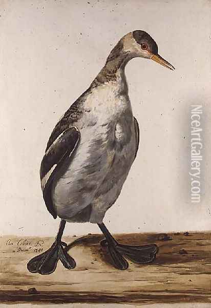 The Greater Loon Oil Painting - Charles Collins