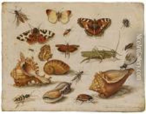 Insekten, Muscheln Und Schmetterlinge Oil Painting - Jan van Kessel