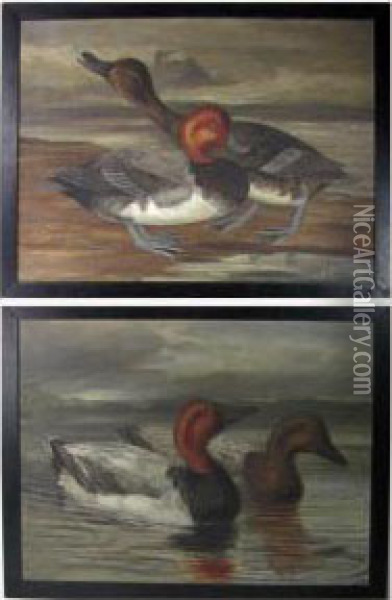 Pair Of Canvasback Ducks Oil Painting - Leander Allen Ii Plummer