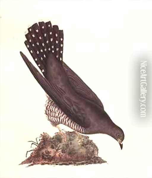 Cuckoo from The History of British Birds Oil Painting - Edward Donovan