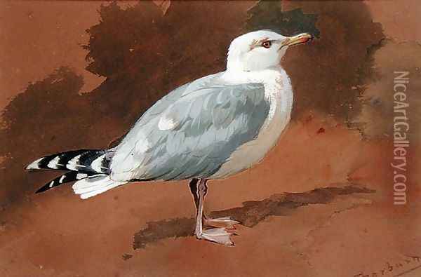 Gull Oil Painting - Archibald Thorburn