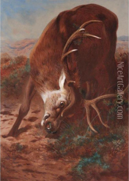 Red Stag Fraying Oil Painting - Archibald Thorburn