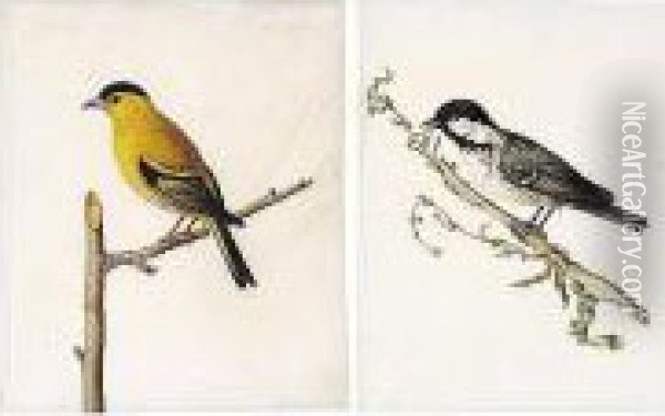 A Finch And A Tit Oil Painting - Carl Wilhelm de Hamilton