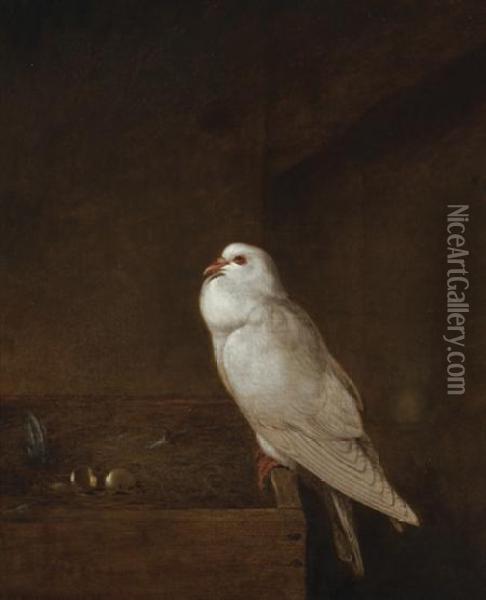 Perched Pigeon Oil Painting - Thomas Hewes Hinckley